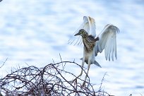 Squacco Heron (Crabier chevelu) Du côté d'Omaruru