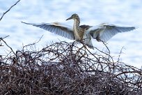 Squacco Heron (Crabier chevelu) Du côté d'Omaruru