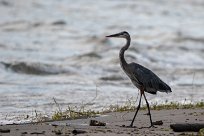 Garza azulada (Grand héron) Ometepe - Nicaragua