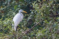 Garceta grande (Grande Aigrette) Matapalo - Costa Rica