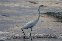 Garceta grande (Grande aigrette) Ometepe - Nicaragua