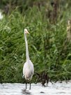 Garceta grande (Grande aigrette) Tarcoles - Costa Rica