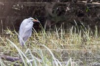 Grande aigrette Lac du Der