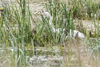 Grande aigrette Lac du Der