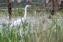 Grande aigrette Lac du Der