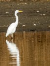 Grande aigrette Grande aigrette