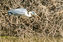 Grey Heron (Héron cendré) Grey Heron (Héron cendré)