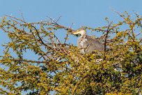 Grey Heron (Héron cendré) Du côté d'Omaruru