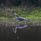 heron_cendre_04