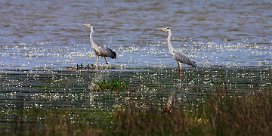 heron_cendre_05