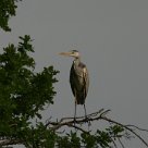 heron_cendre_08