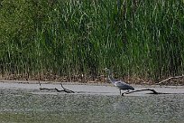 heron_cendre_14