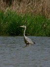 heron_cendre_17