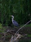 heron_cendre_20