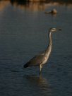 heron_cendre_22