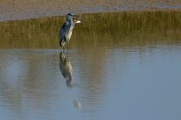 heron_cendre_23