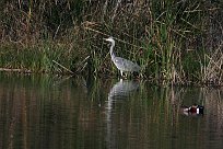 heron_cendre_29