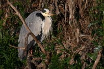 heron_cendre_31