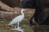 Western cattle egret (Héron garde-boeufs) Chobe River