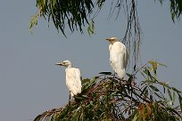 heron_gardeboeufs_02