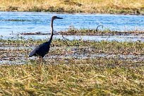 Goliath Heron (Héron goliath) Goliath Heron (Héron goliath)