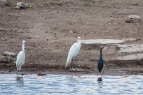 Intermediate egret, black heron (Héron intermédiaire, Aigrette ardoisée) Etosha