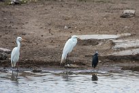 Intermediate egret, black heron (Héron intermédiaire, Aigrette ardoisée) Etosha