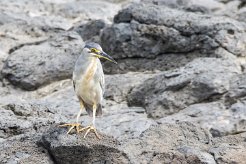 Héron strié La Réunion