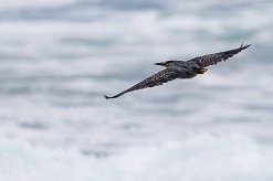 Héron strié La Réunion