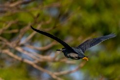 Héron strié La Réunion