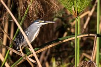 Striated Heron (Héron strié) Striated Heron (Héron strié)