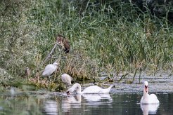 Bihoreau gris - Héron pourpré - Aigrette garzette - Cygne tuberculé Lac du Der