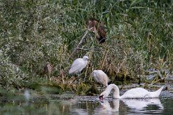 Bihoreau gris - Héron pourpré - Aigrette garzette - Cygne tuberculé Lac du Der