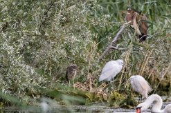 Bihoreau gris - Héron pourpré - Aigrette garzette - Cygne tuberculé Lac du Der