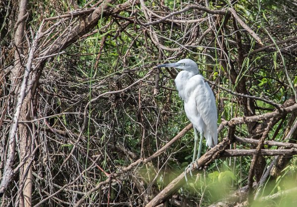 Aigrette bleue