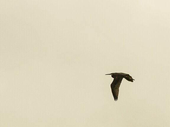 Aigrette des recifs