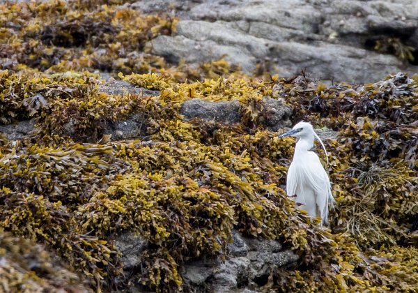 Aigrette garzette