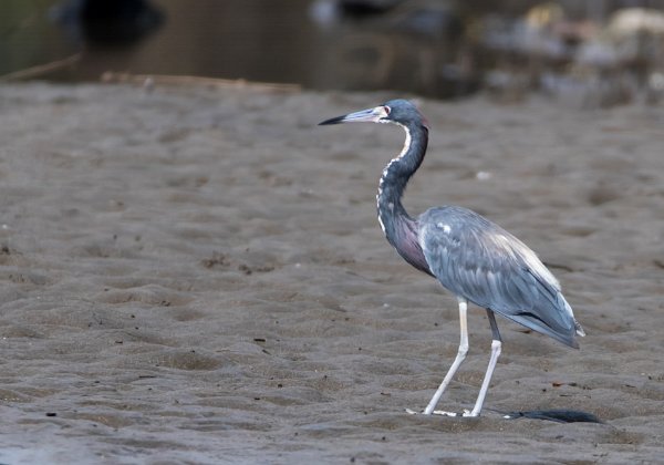 Aigrette tricolore