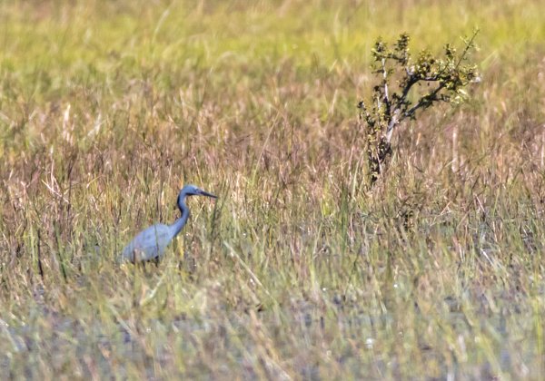 Aigrette vineuse