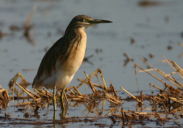 Crabier chevelu