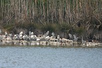 heron_cendre_aigrette_garzette