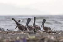 Pelícano pardo (Pélican brun) Tarcoles - Costa Rica