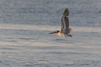 pelicano pardo (Pélican brun) Matapalo - Costa Rica