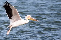 Easterrn white pelican (Pélican blanc) Easterrn white pelican (Pélican blanc)