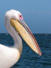 Easterrn white pelican (Pélican blanc) Easterrn white pelican (Pélican blanc)