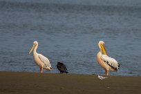 Great white pelican (Pelican blanc) Walvis bay