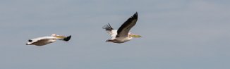 Great white pelican (Pelican blanc) Walvis bay