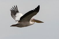 Great white pelican (Pelican blanc) Walvis bay