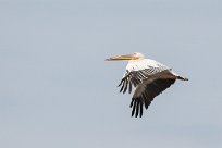 Great white pelican (Pelican blanc) Walvis bay