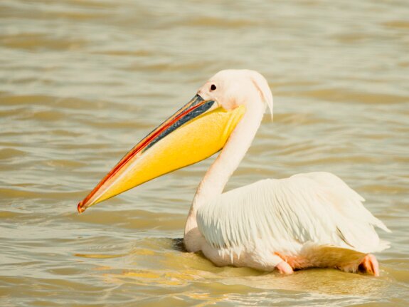 Pelicans blancs